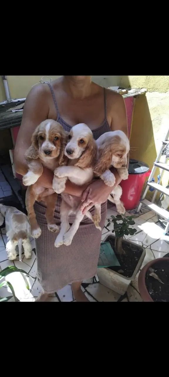 Filhotes de Cocker Spaniel Inglês