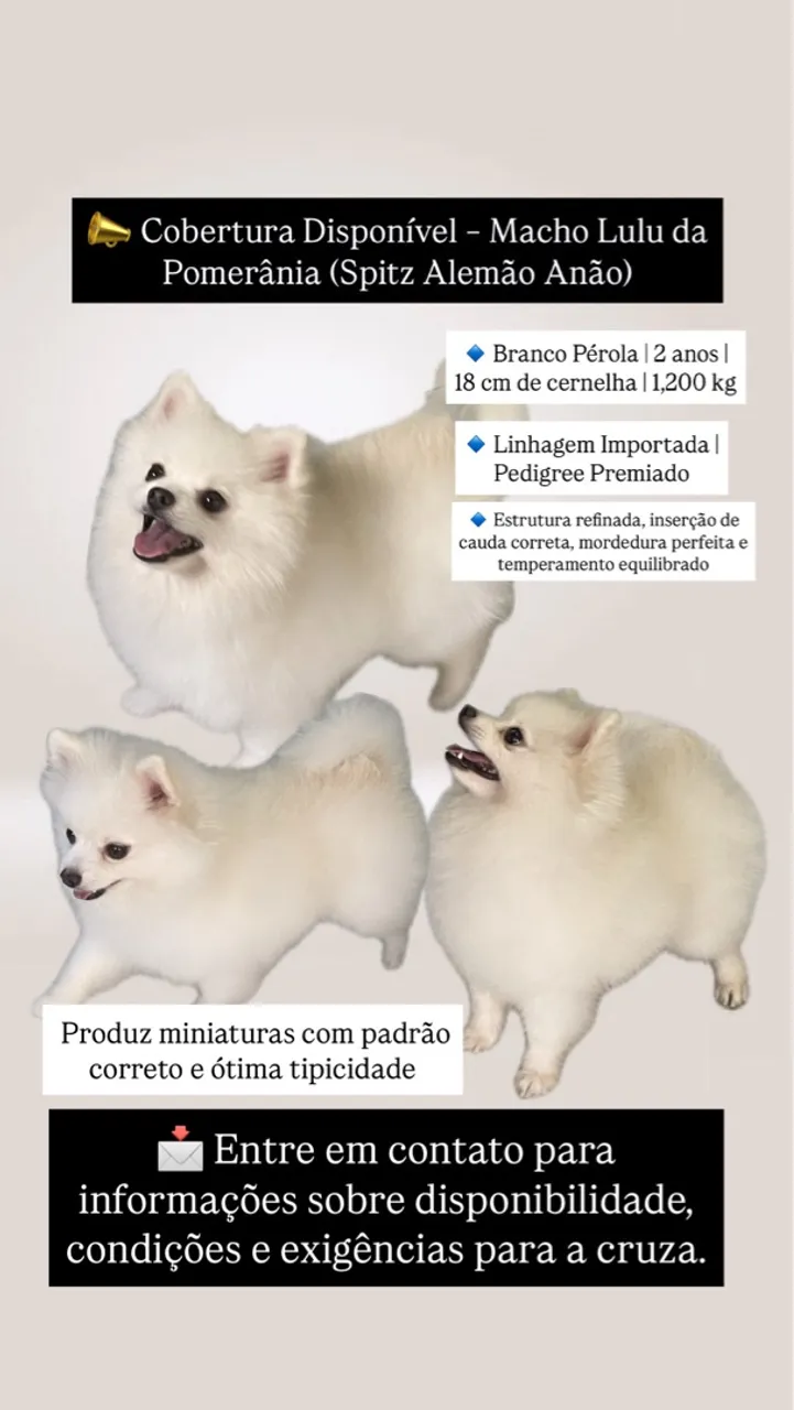 Cobertura Lulu da Pomerânia (Spitz Alemão Anão)