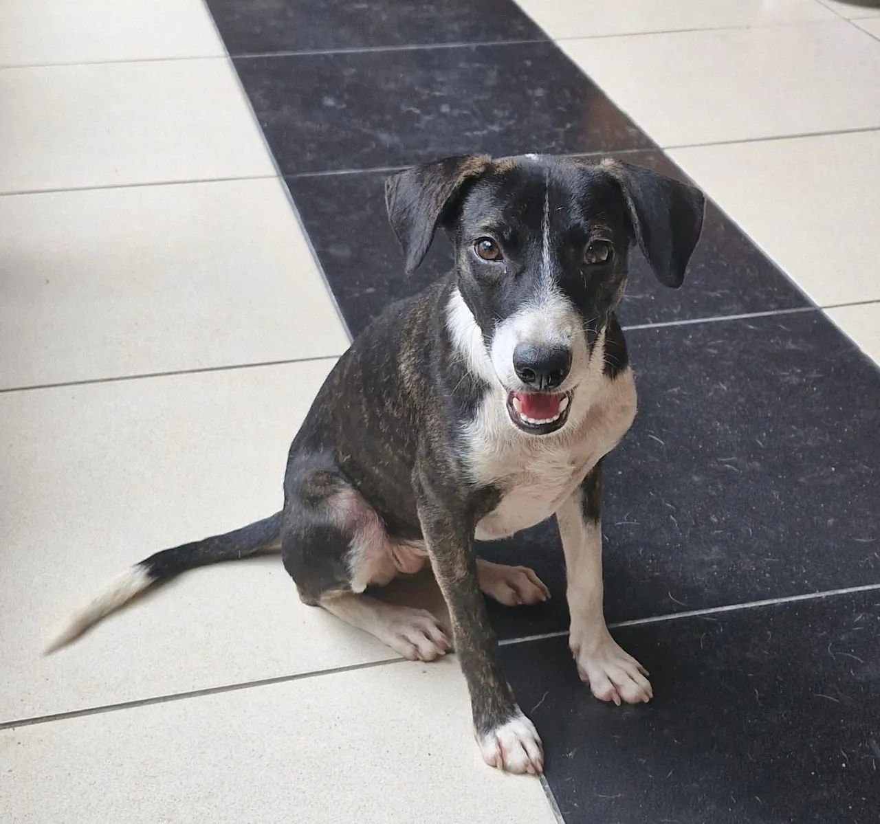 Cachorrinha para adoção (fêmea) - Foto 3