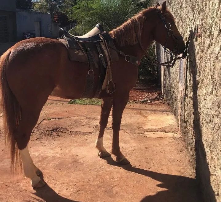 Vendo ou troco cavalo  - Foto 2