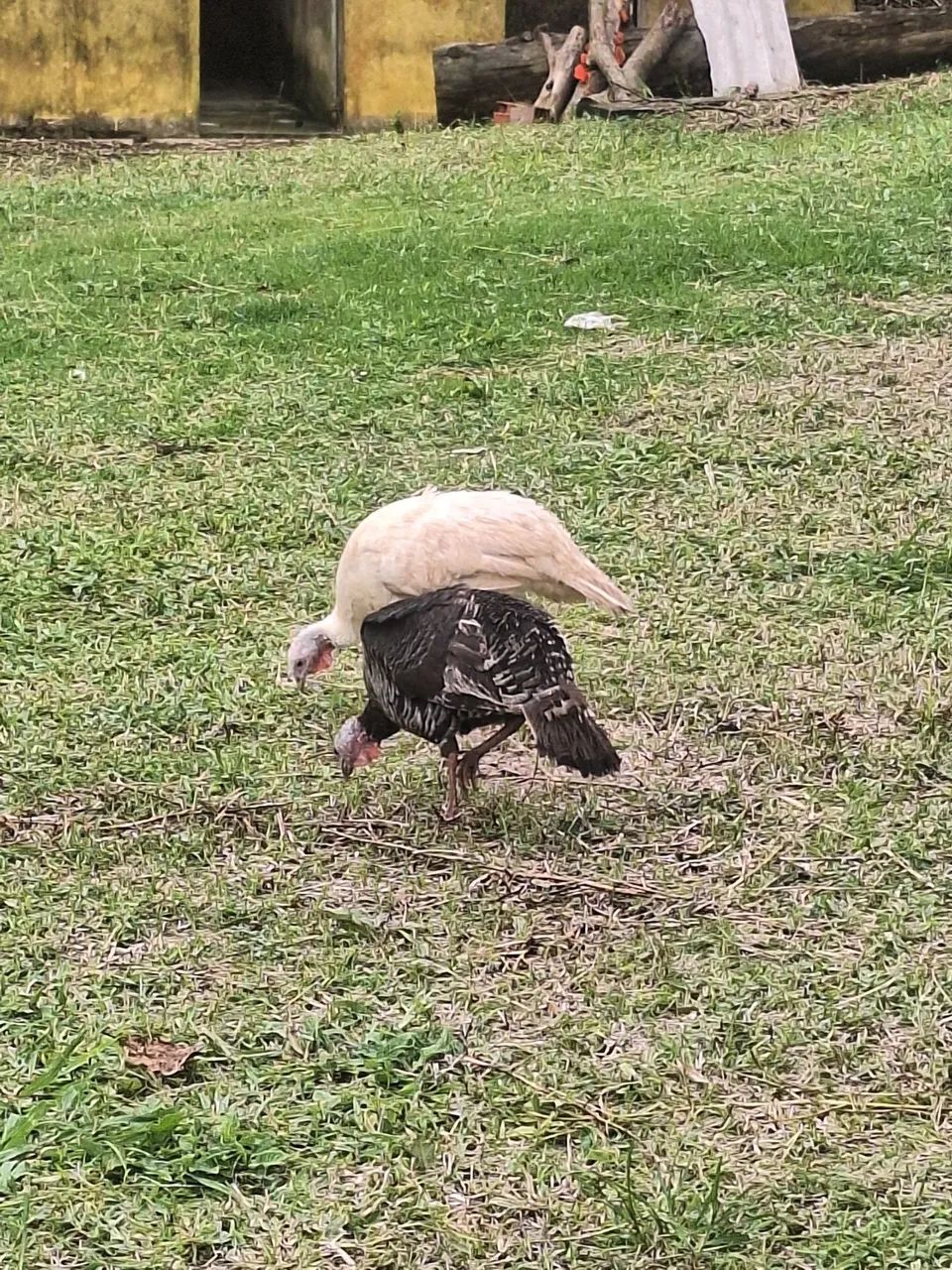 Peru - Foto 2