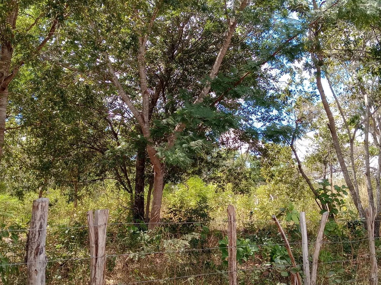 Terreno Timon barroca funda 1