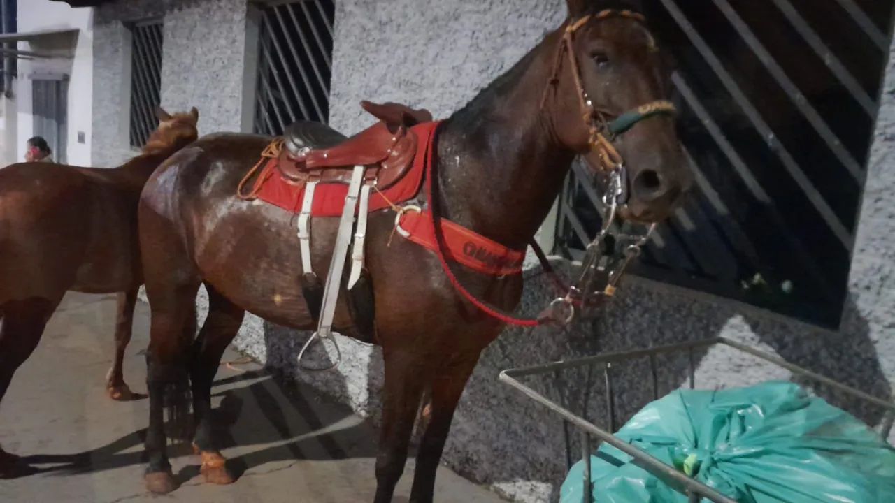 Cavalo mangalarga paulista 