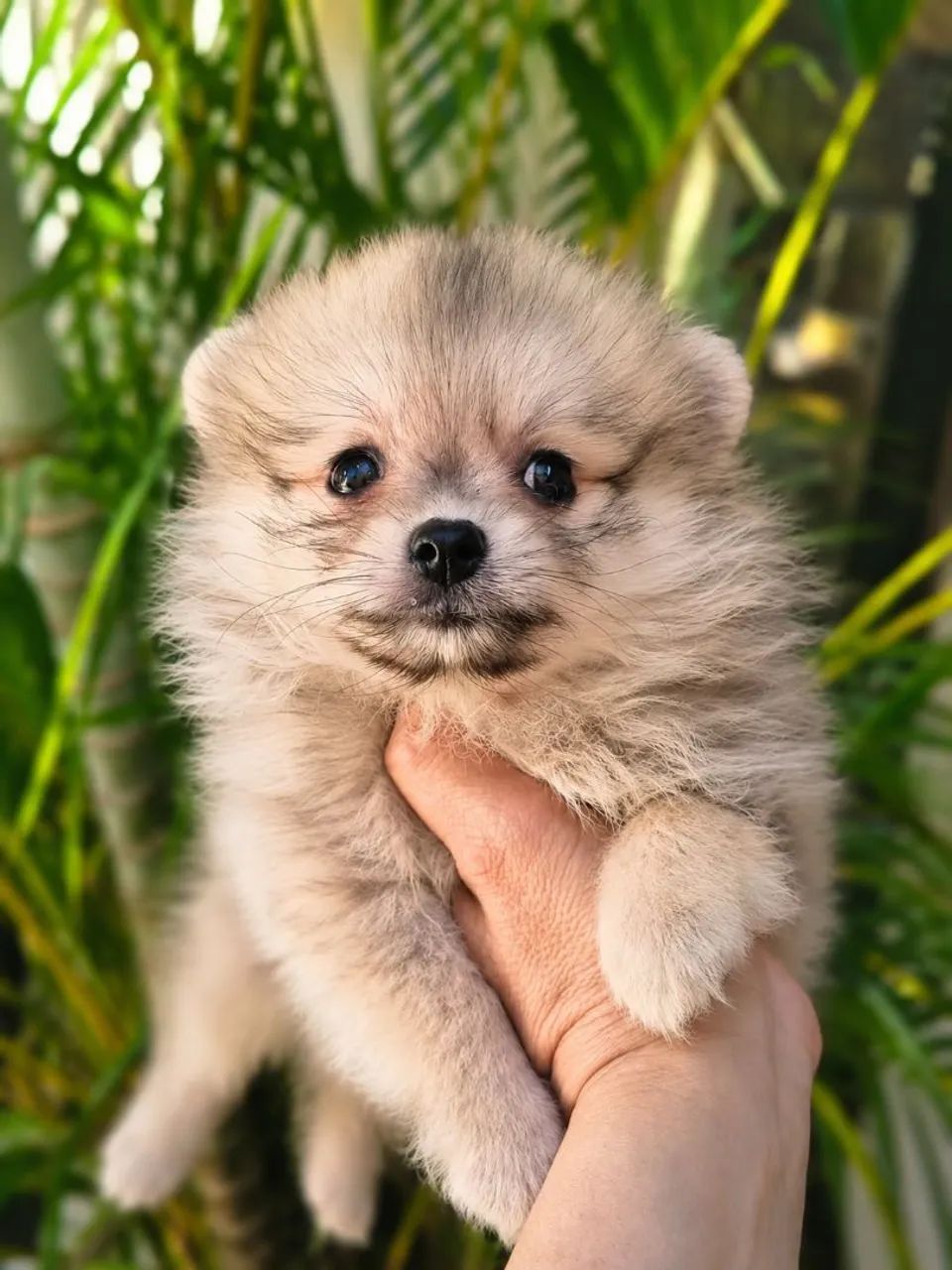 Spitz alemão  - Foto 2