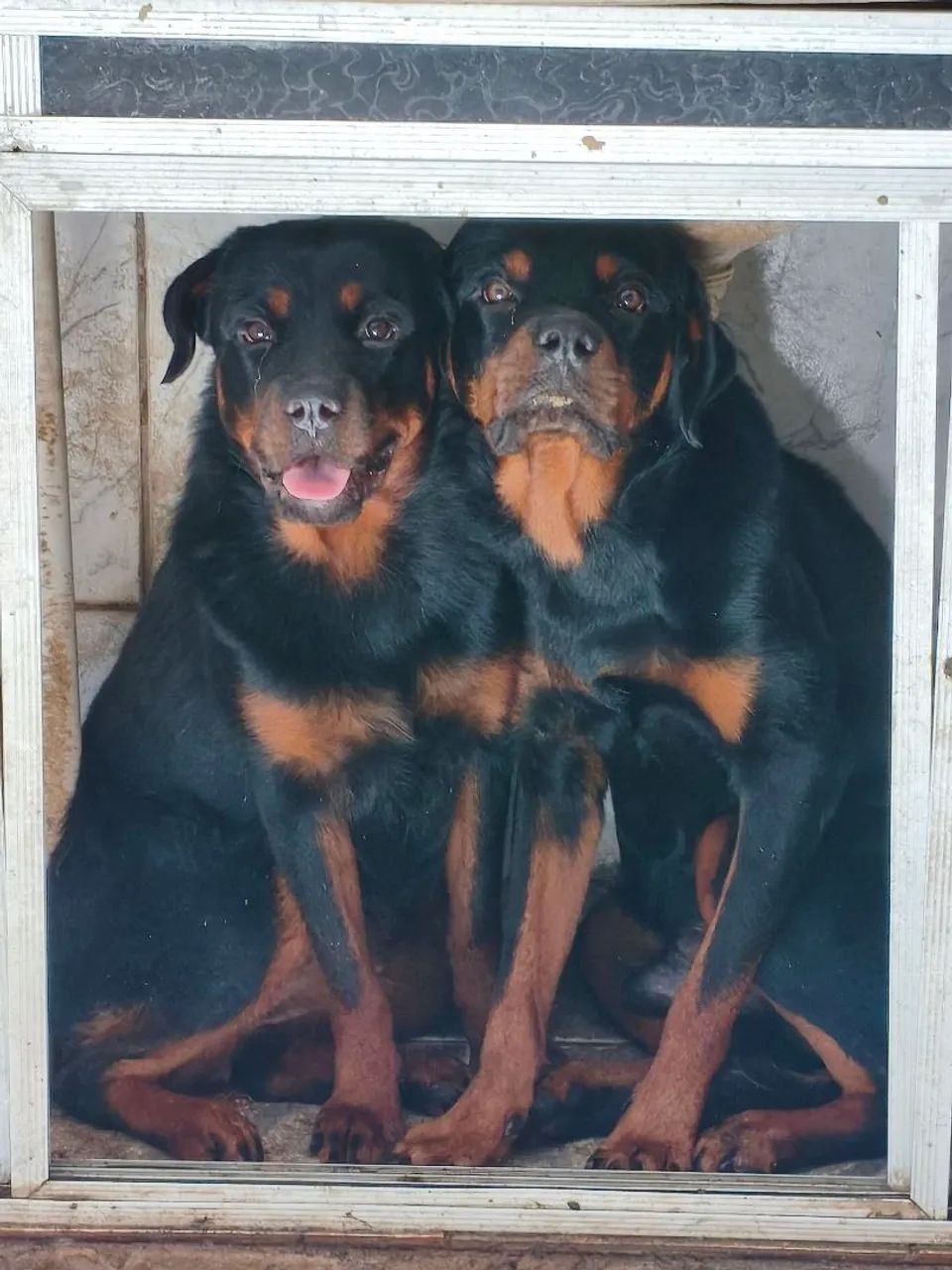 Casal de rotweiller puros (valor da venda casal) - Foto 4