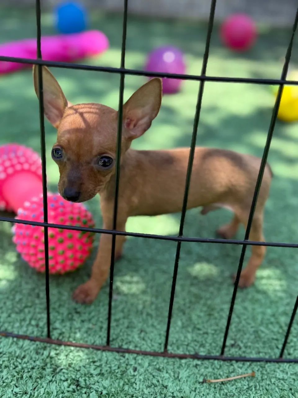 Pinscher Zero - Foto 4