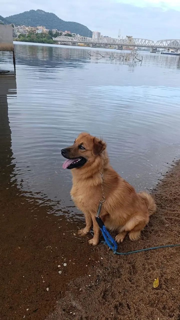 Doação de cachorros 