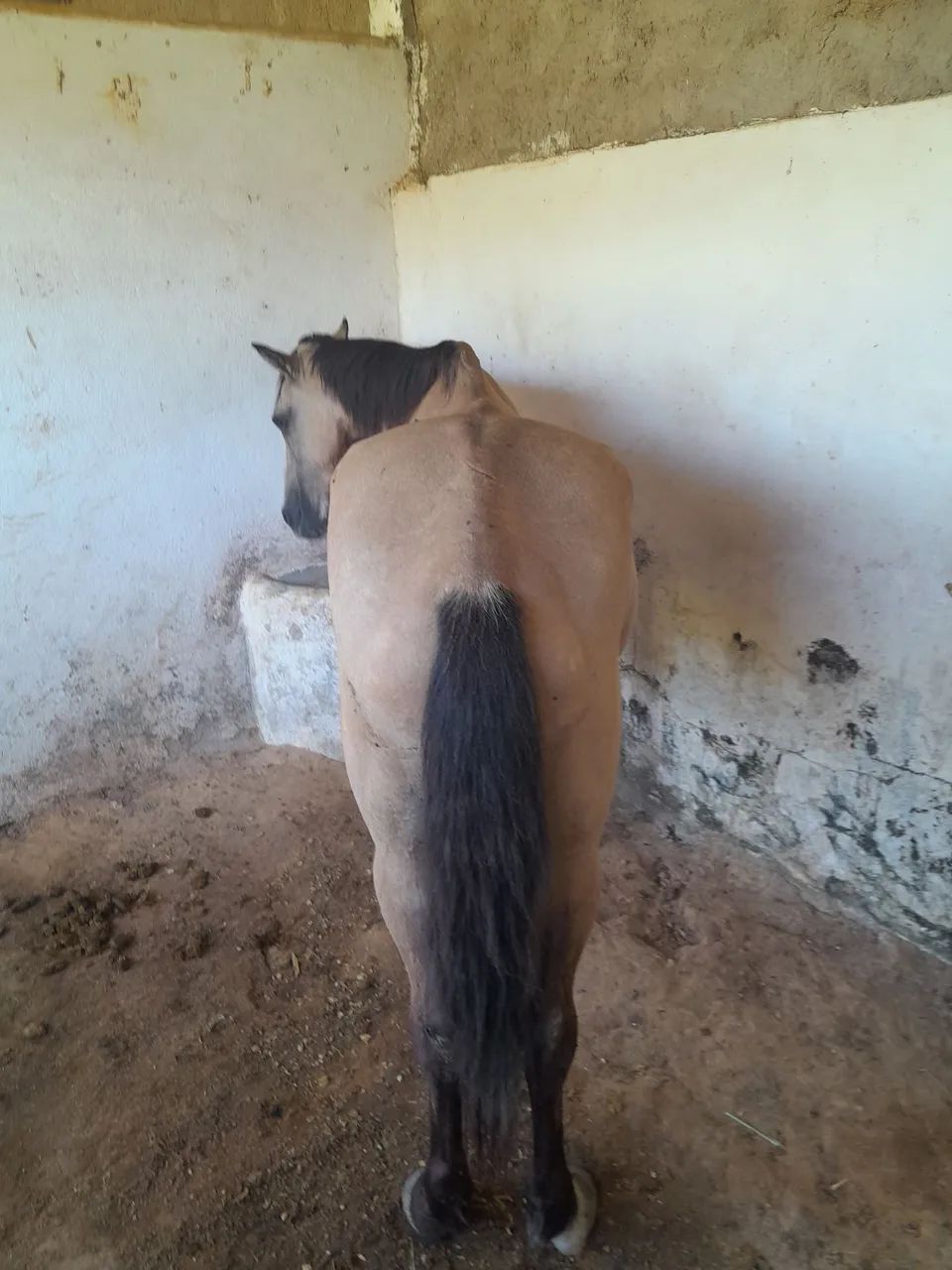 Cavalo mestico de manga larga com quarto de milha - Foto 4