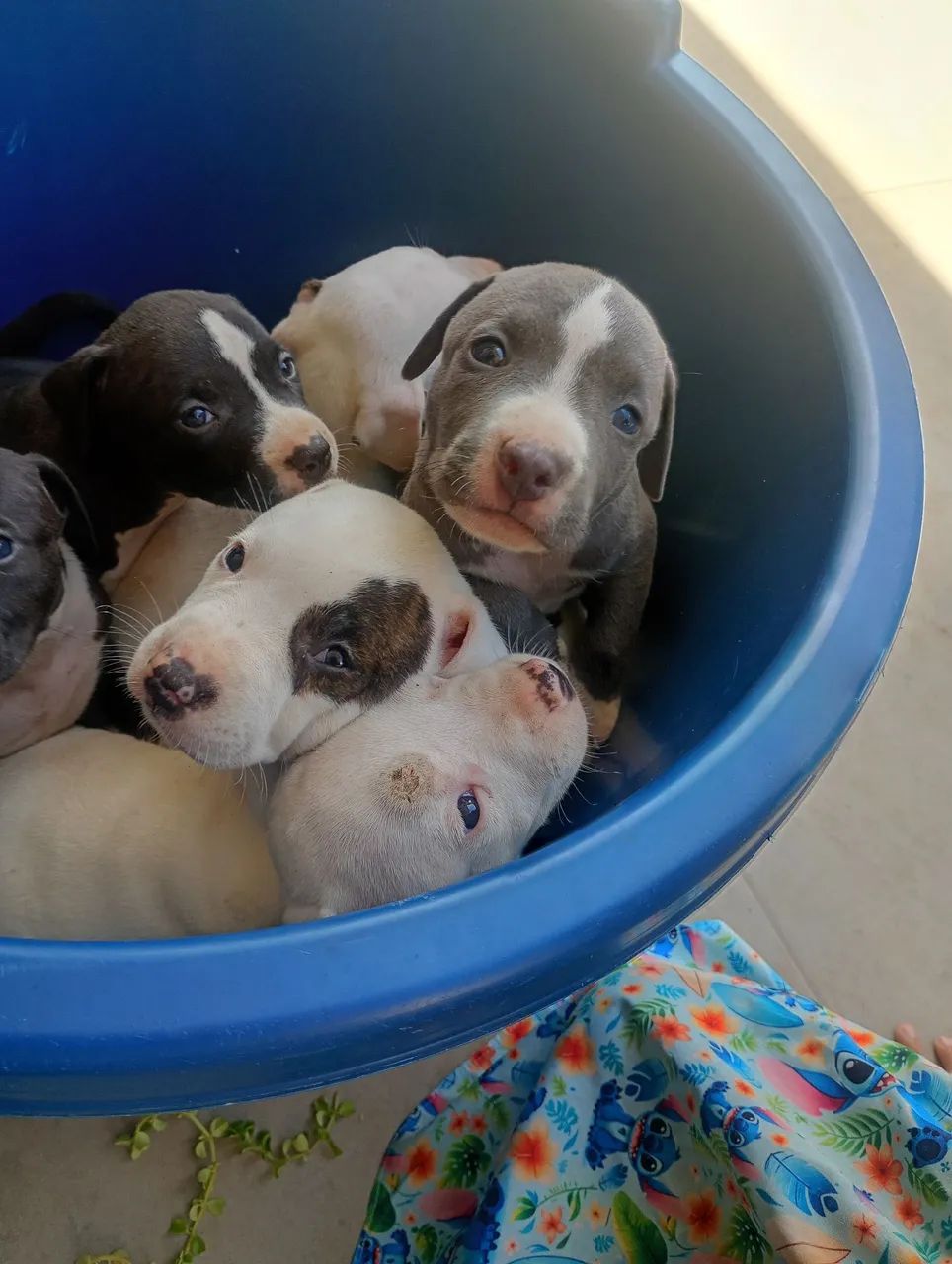 Pit Bull  - Foto 5