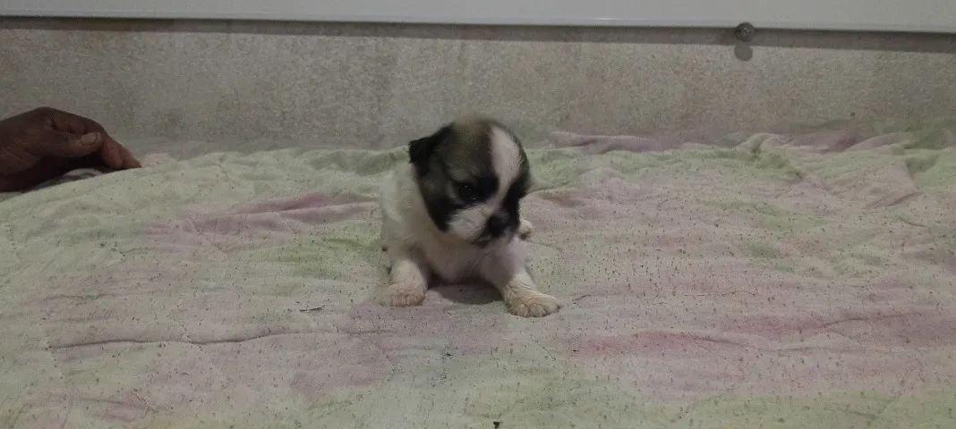 Cachorro ? - Foto 4