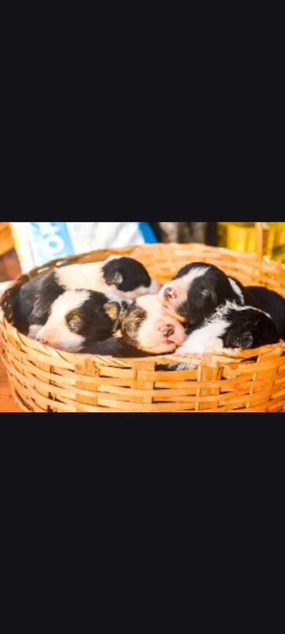 Border collie  - Foto 3