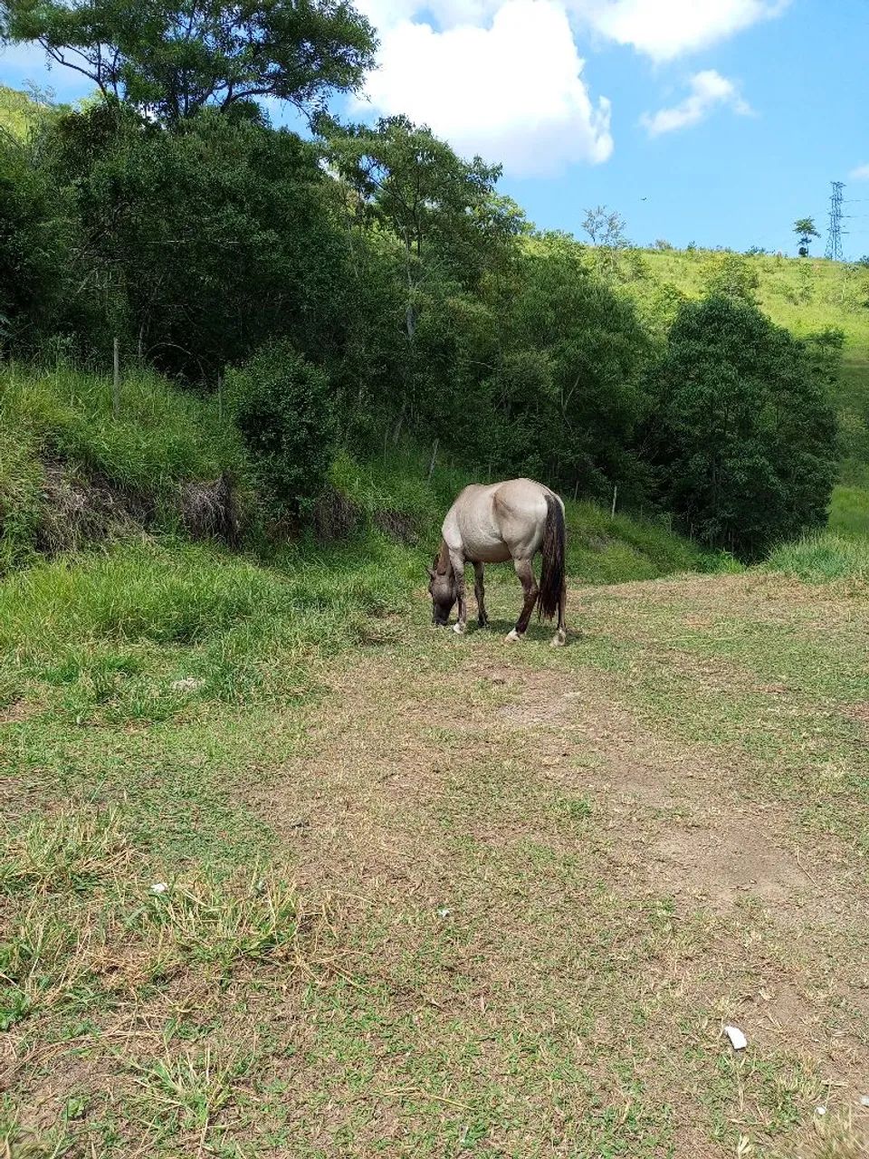 Vende se cavalo bom pra longas cavalgadas e lida com gado - Foto 4