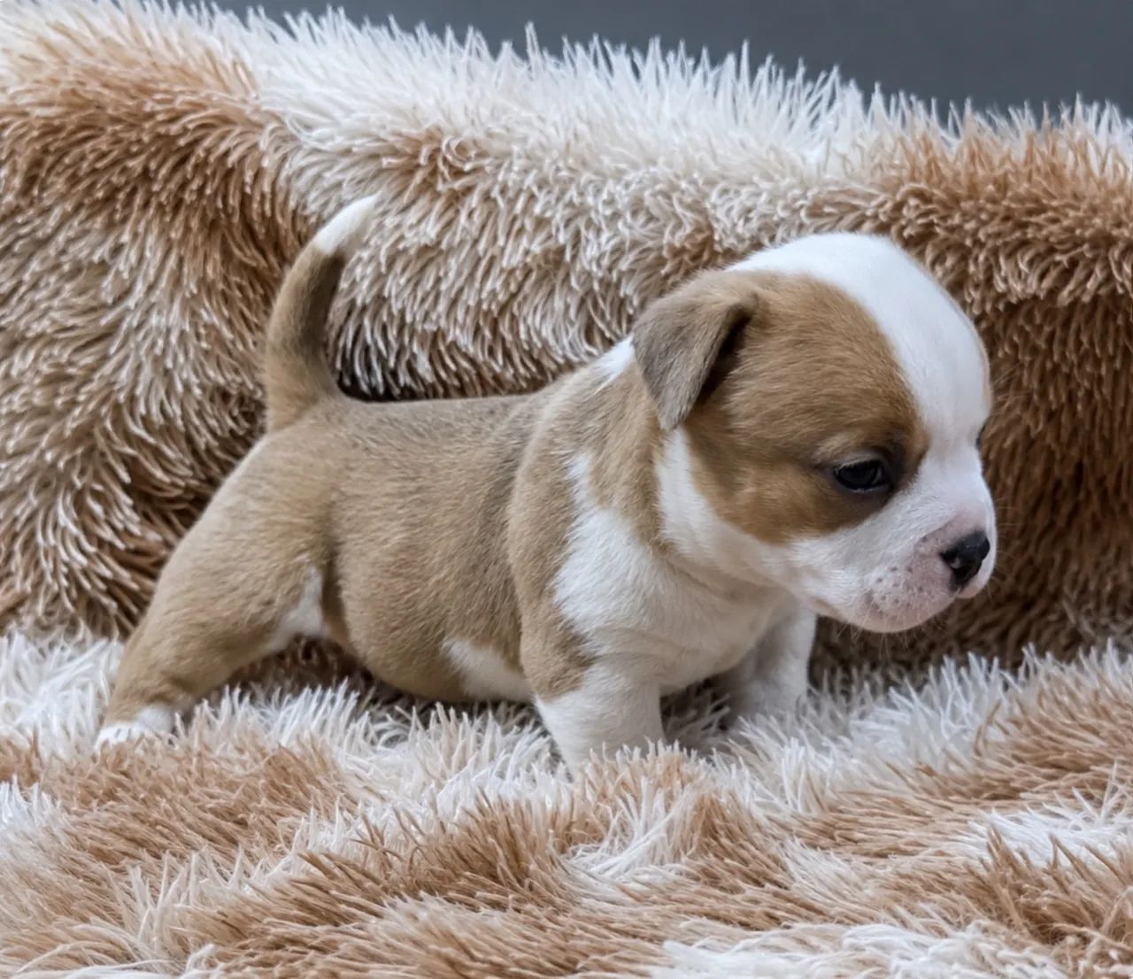 American bully micro - Foto 2
