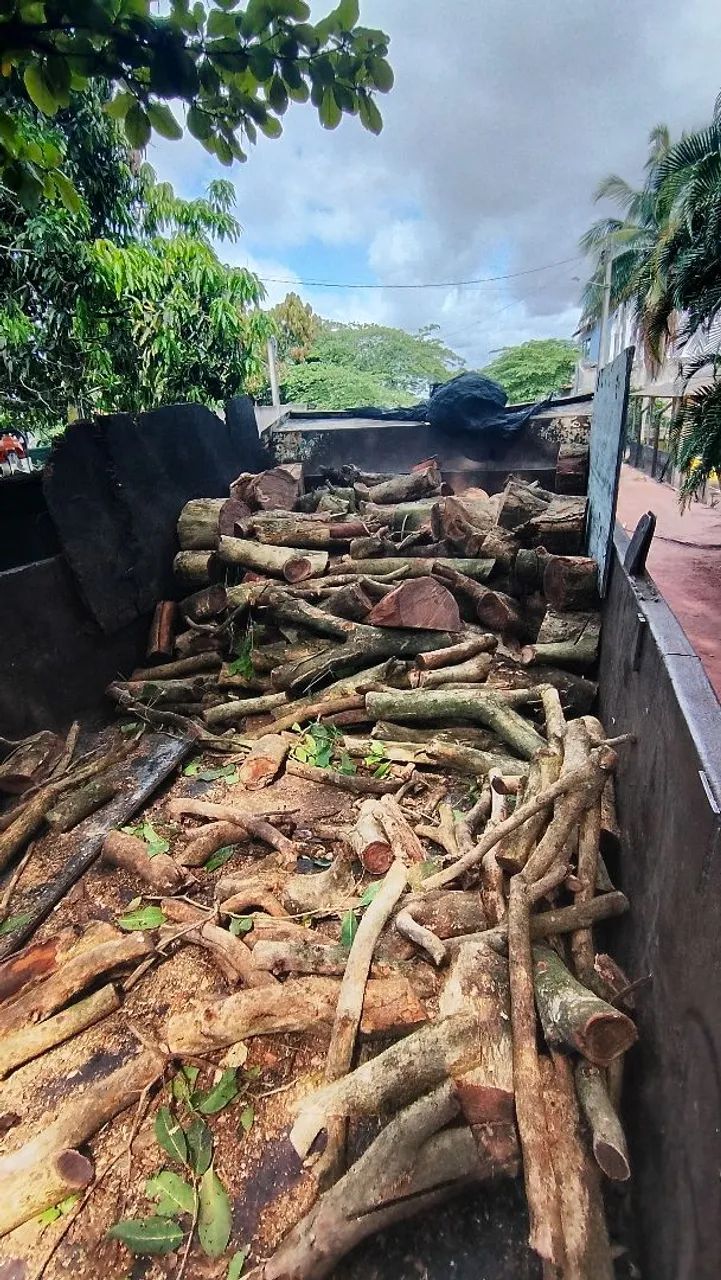 Corte de árvore em Vila Velha - Foto 5