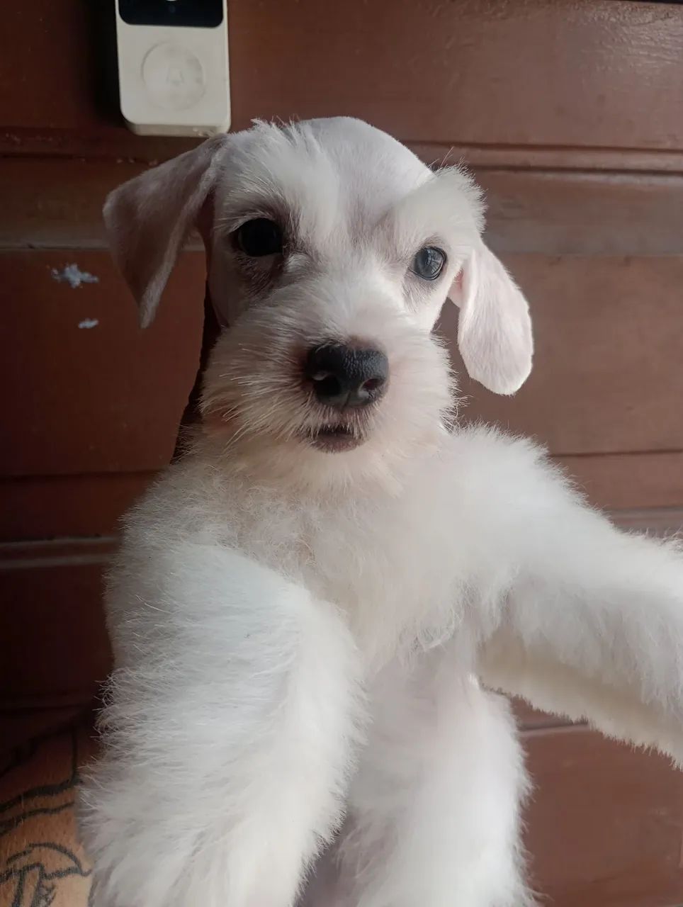 Schnauzer Miniatura macho  - Foto 4