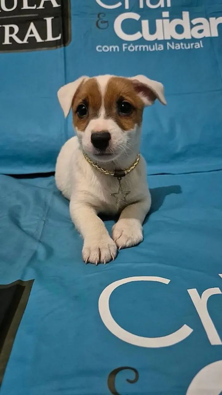Jack Russell Terrier  - Foto 3