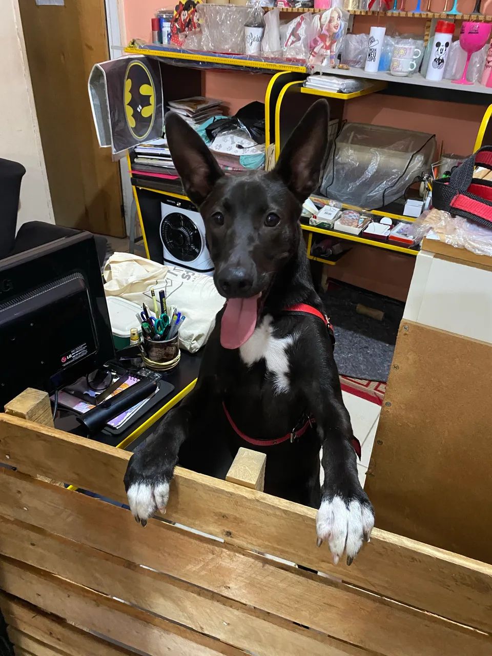 Doação responsável Cachorro Macho 1 ano e 3 meses