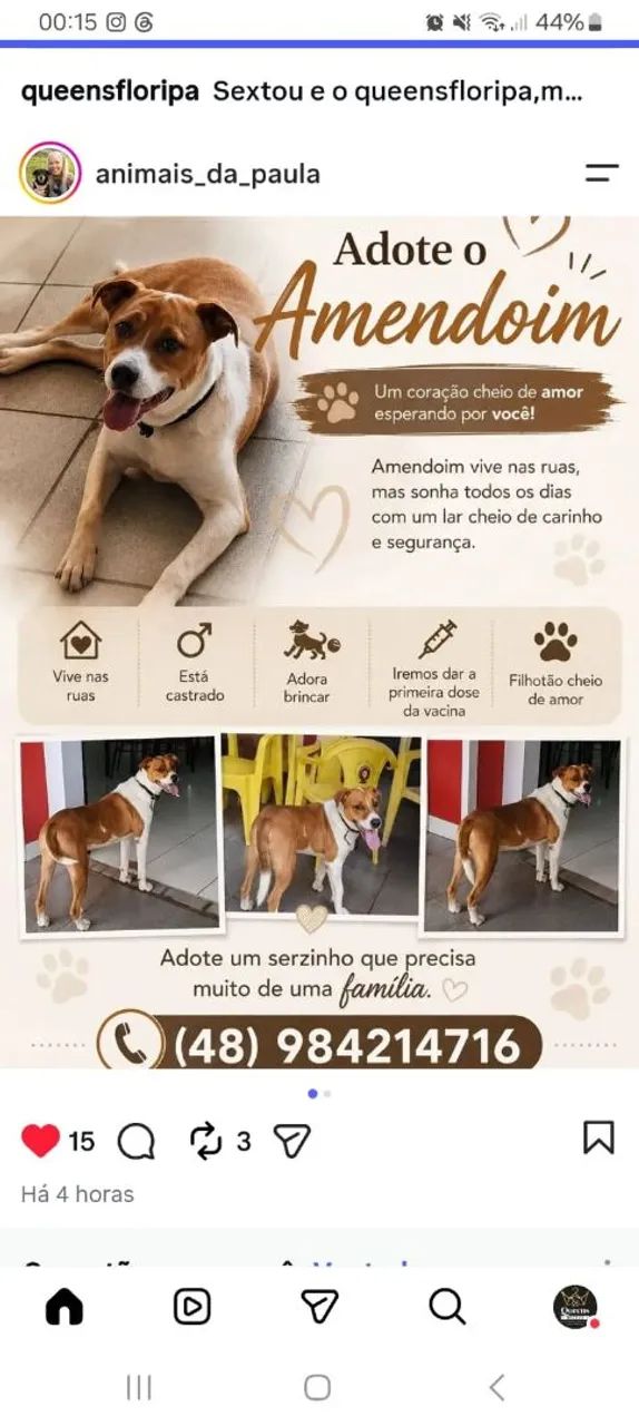 Amendoim lindo esperto ADOÇÃO !! - Foto 3