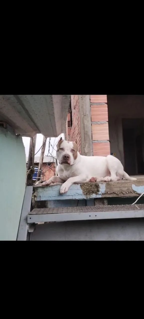 Vendo Pitbull 2 meses - Foto 5