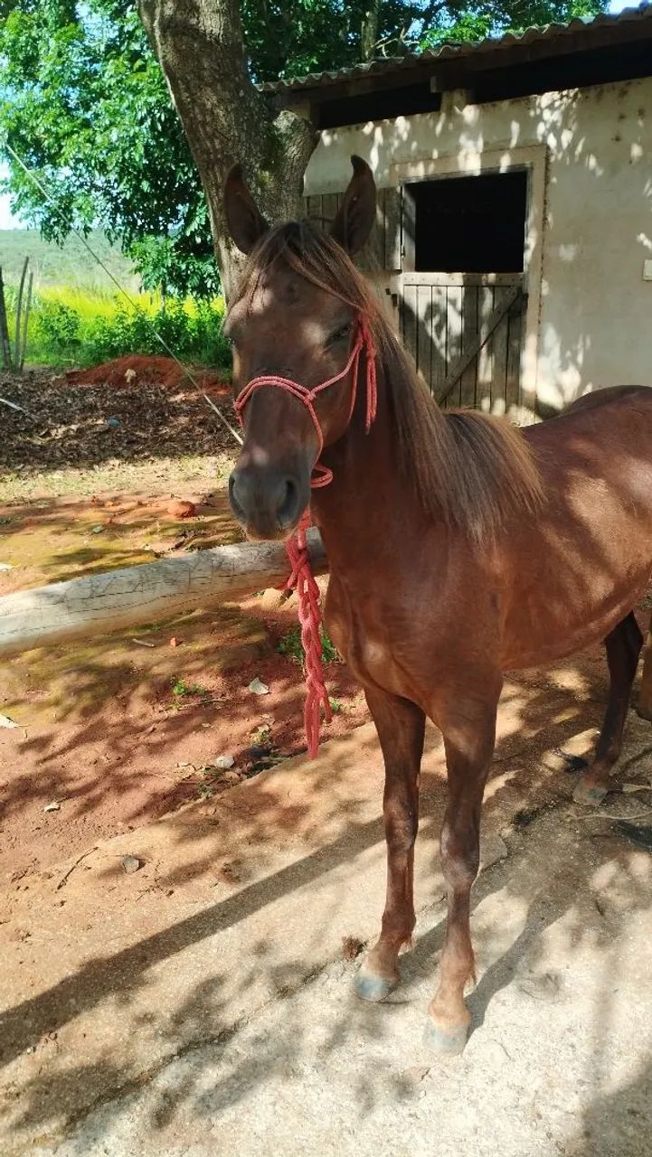 Potro Mangalarga Marchador  - Foto 2