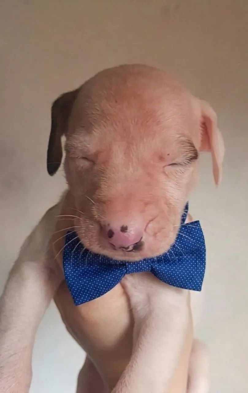 Cachorro adoção  - Foto 5