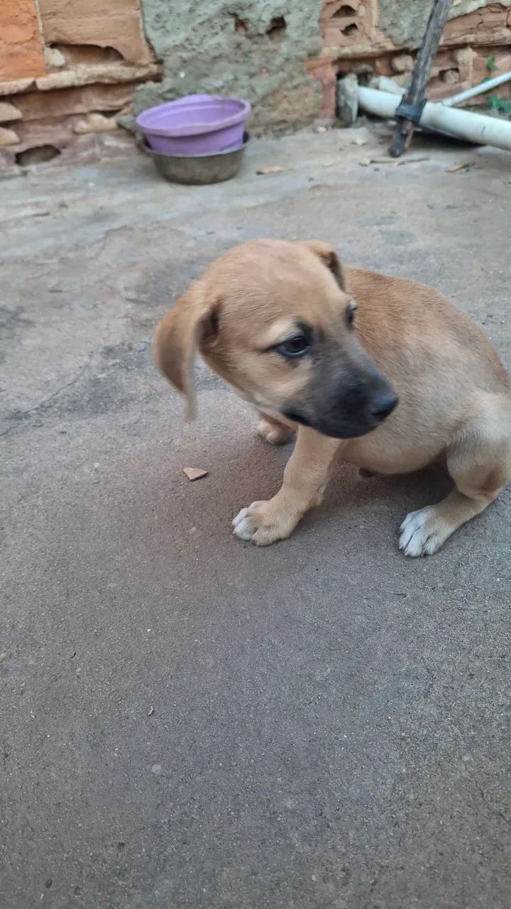 Filhote pra doação  - Foto 2