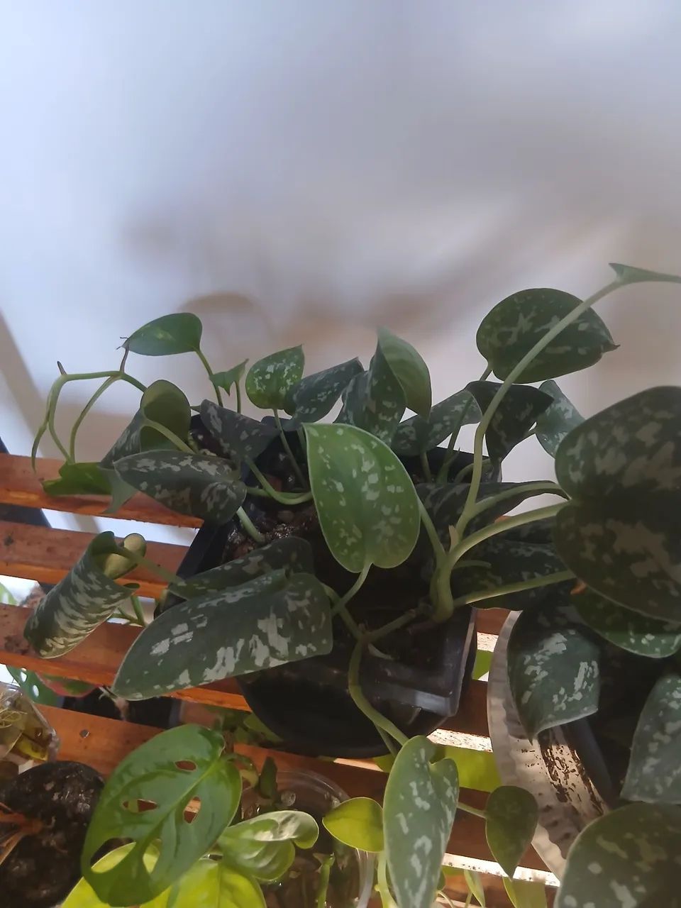 Plantas - Foto 2