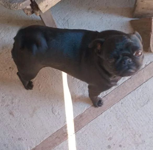 Vendo ou troco pug por shiatsu 