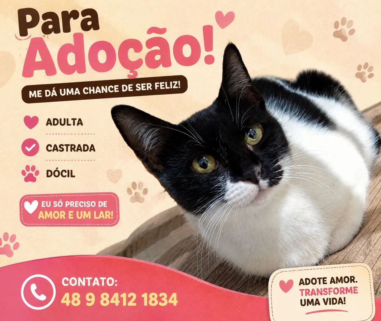 Doação de gatos 