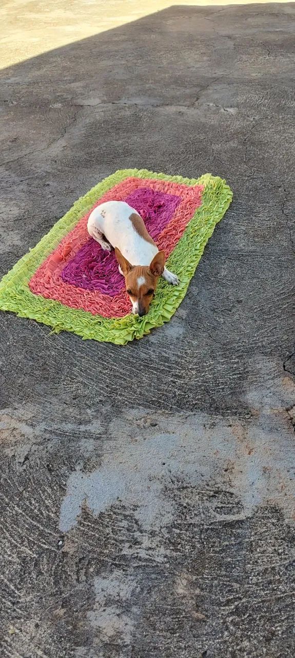 Pinscher  - Foto 5