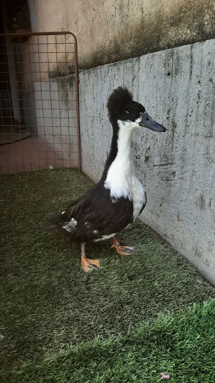 Marrecos.  - Foto 4