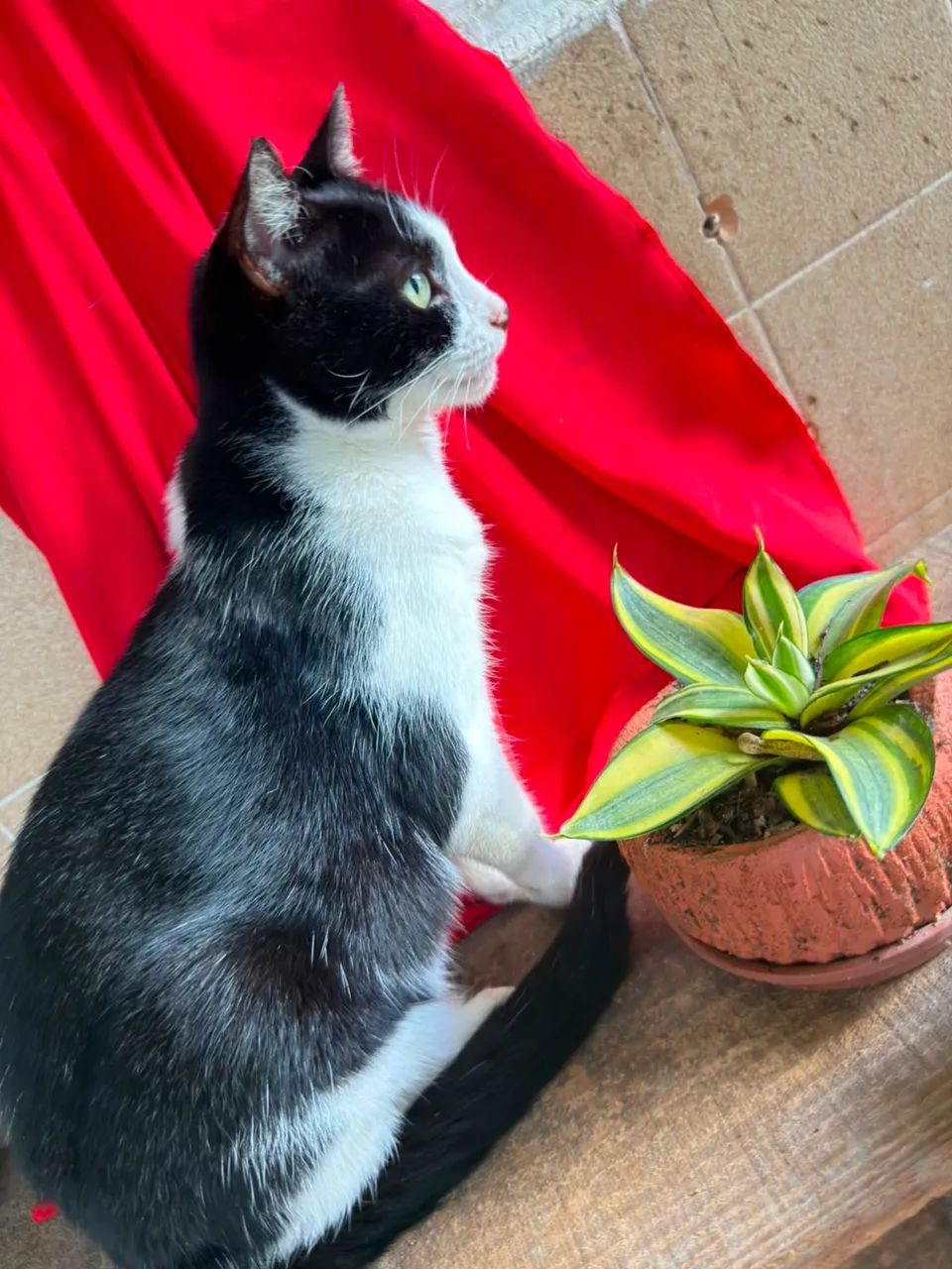Gata Castrada Frajola - Foto 2