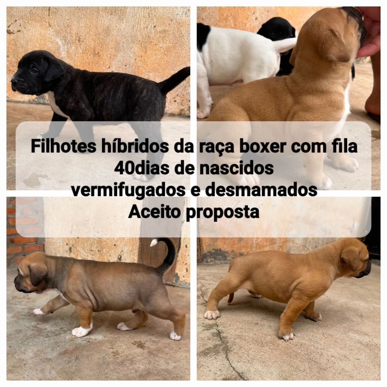 Filhotes de boxer híbridos - Foto 2