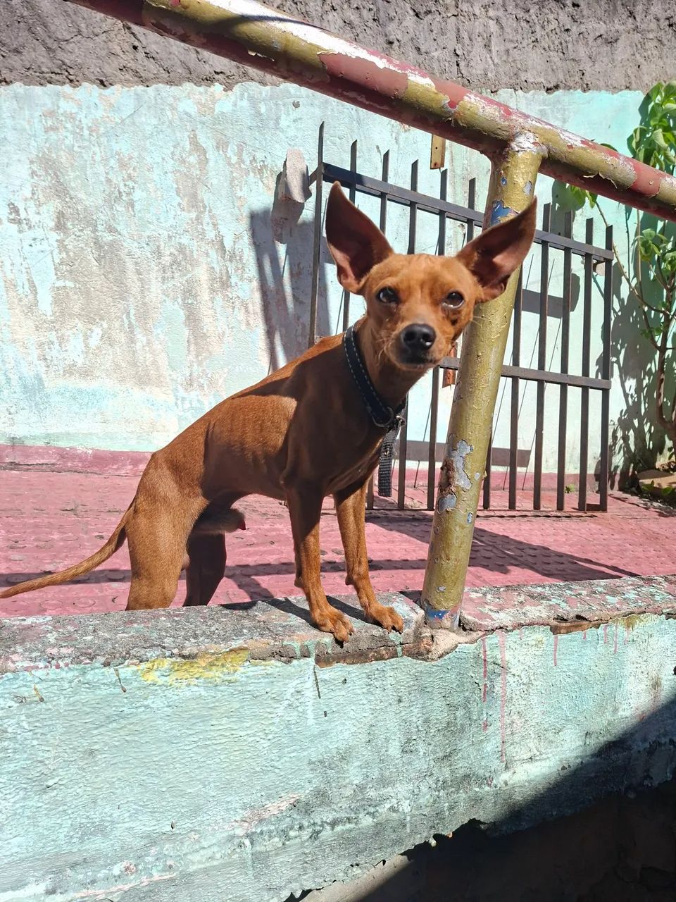 Doação  de cachorro Pischer