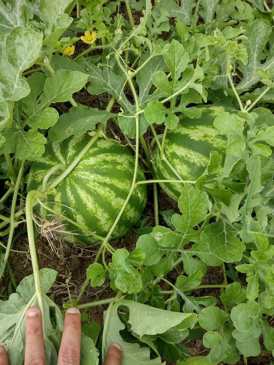 Vendo terreno em Ribeirópolis - SE