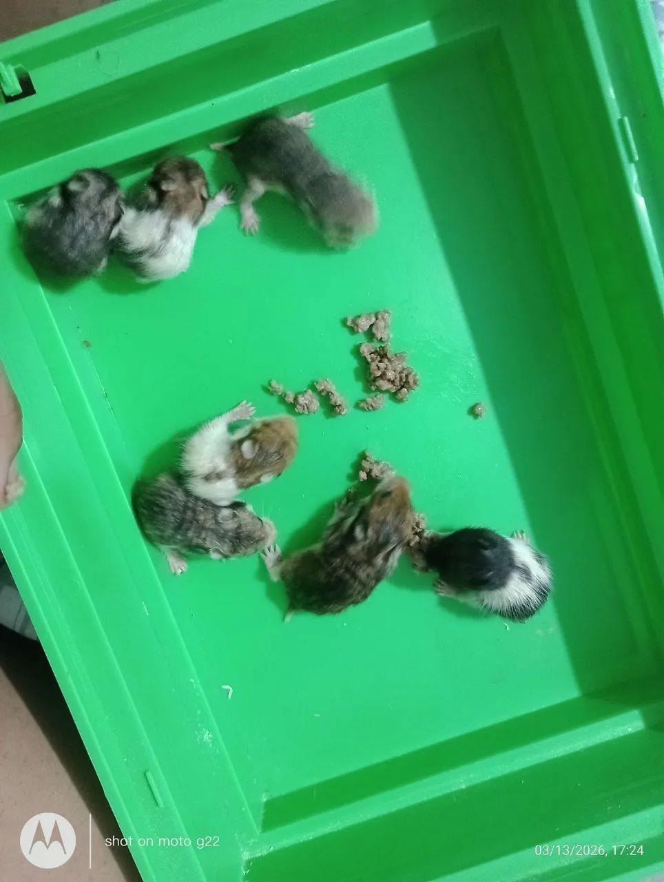 Filhotes Hamster Sírio - Foto 2