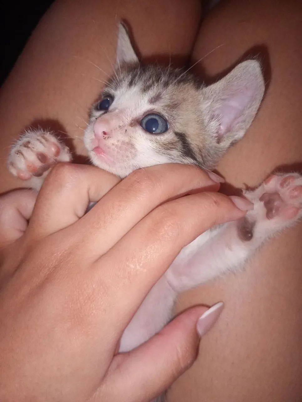 Gatinho macho  - Foto 3