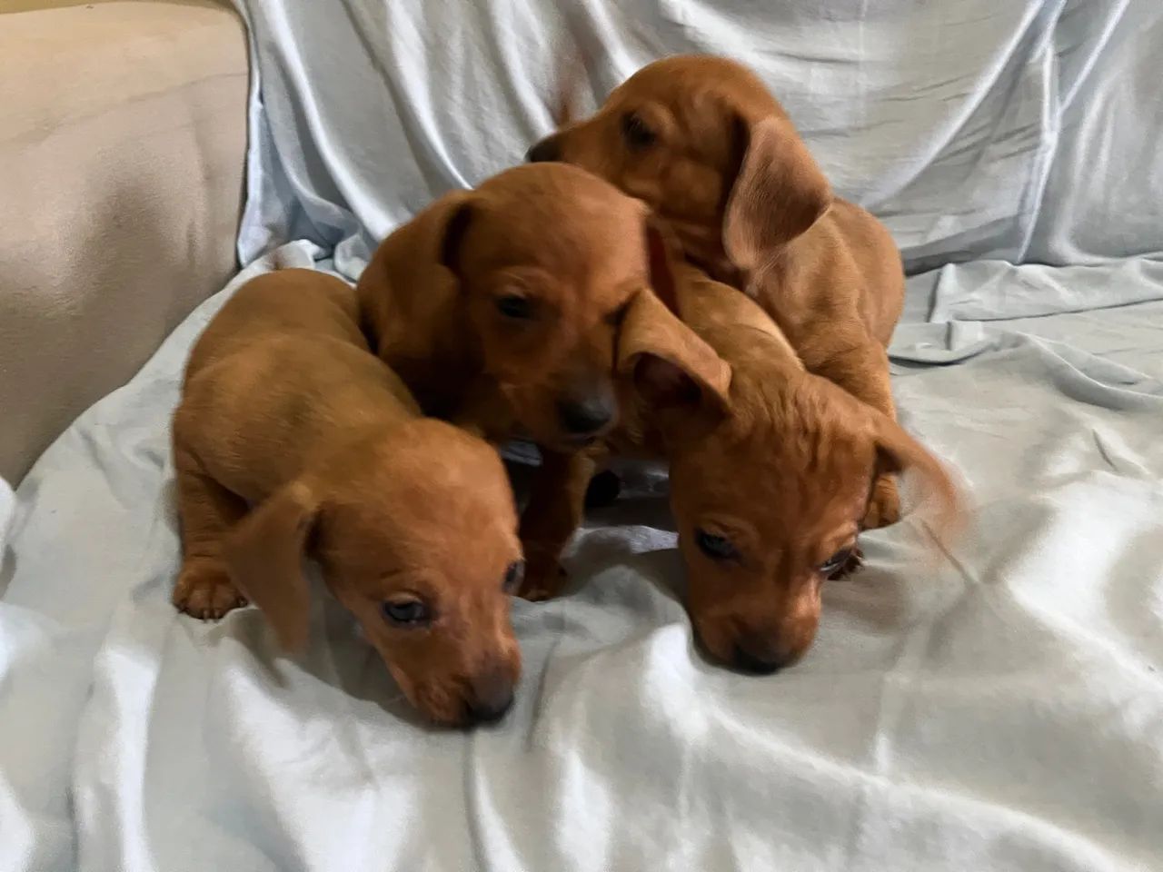 Venda de dachshund (Basset) - Foto 3