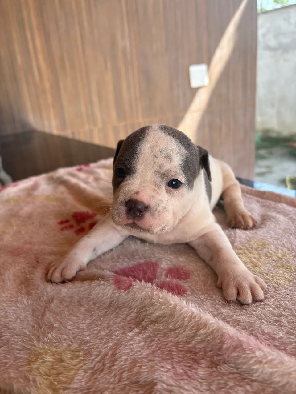 American Bully  - Foto 3