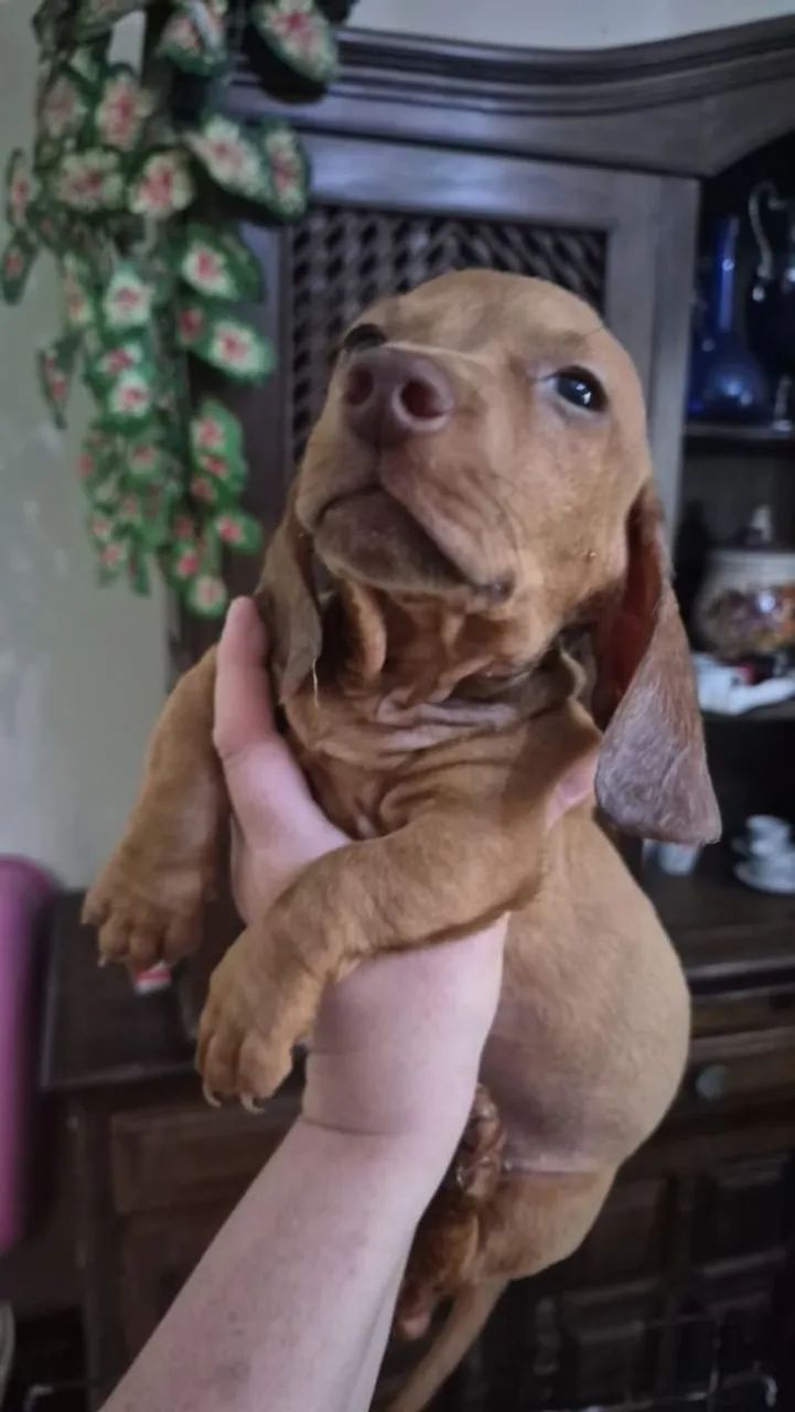 Salsichinha miniatura 