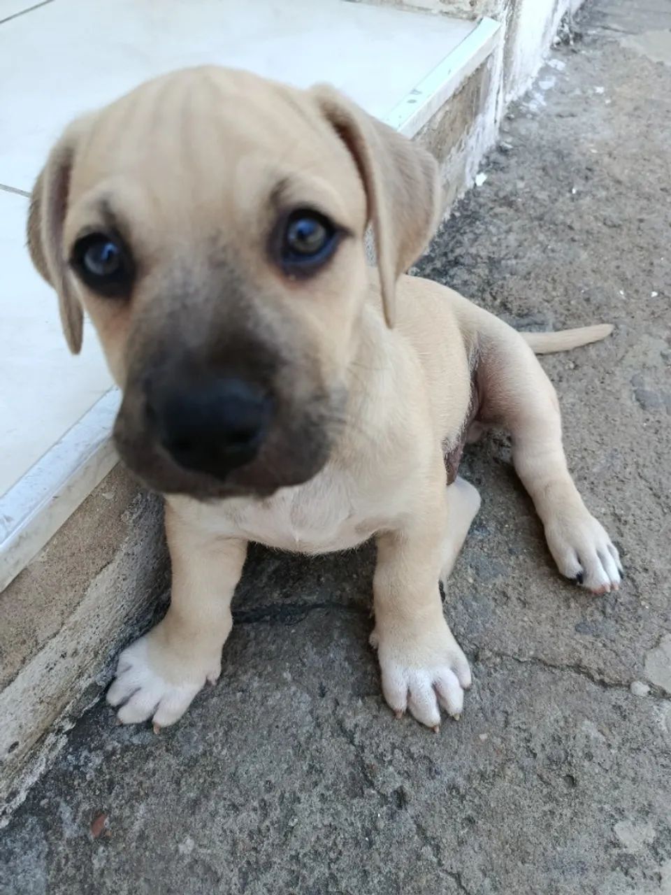 Filhotes pitbull - Foto 4