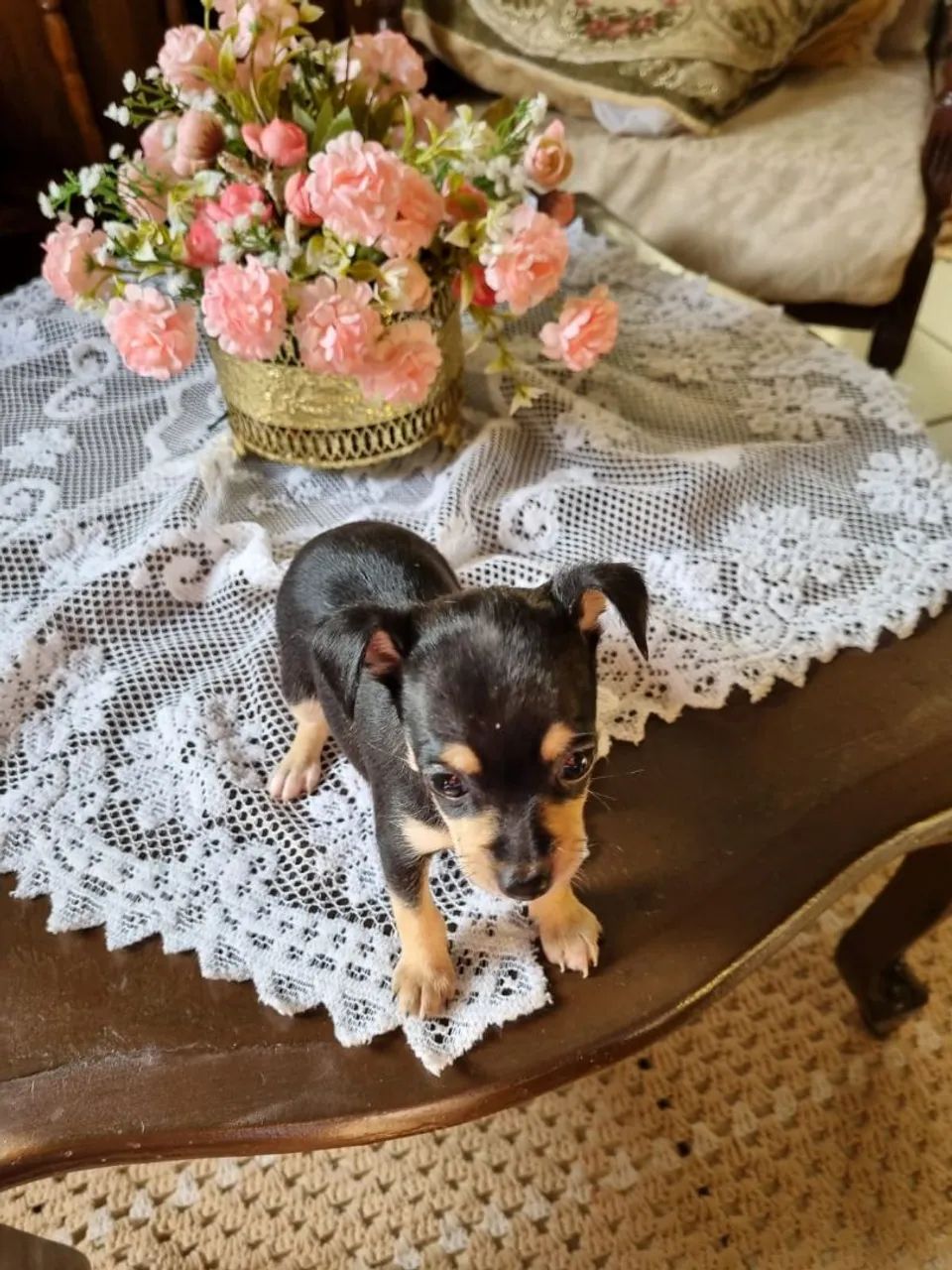 PINSCHER  - Foto 2