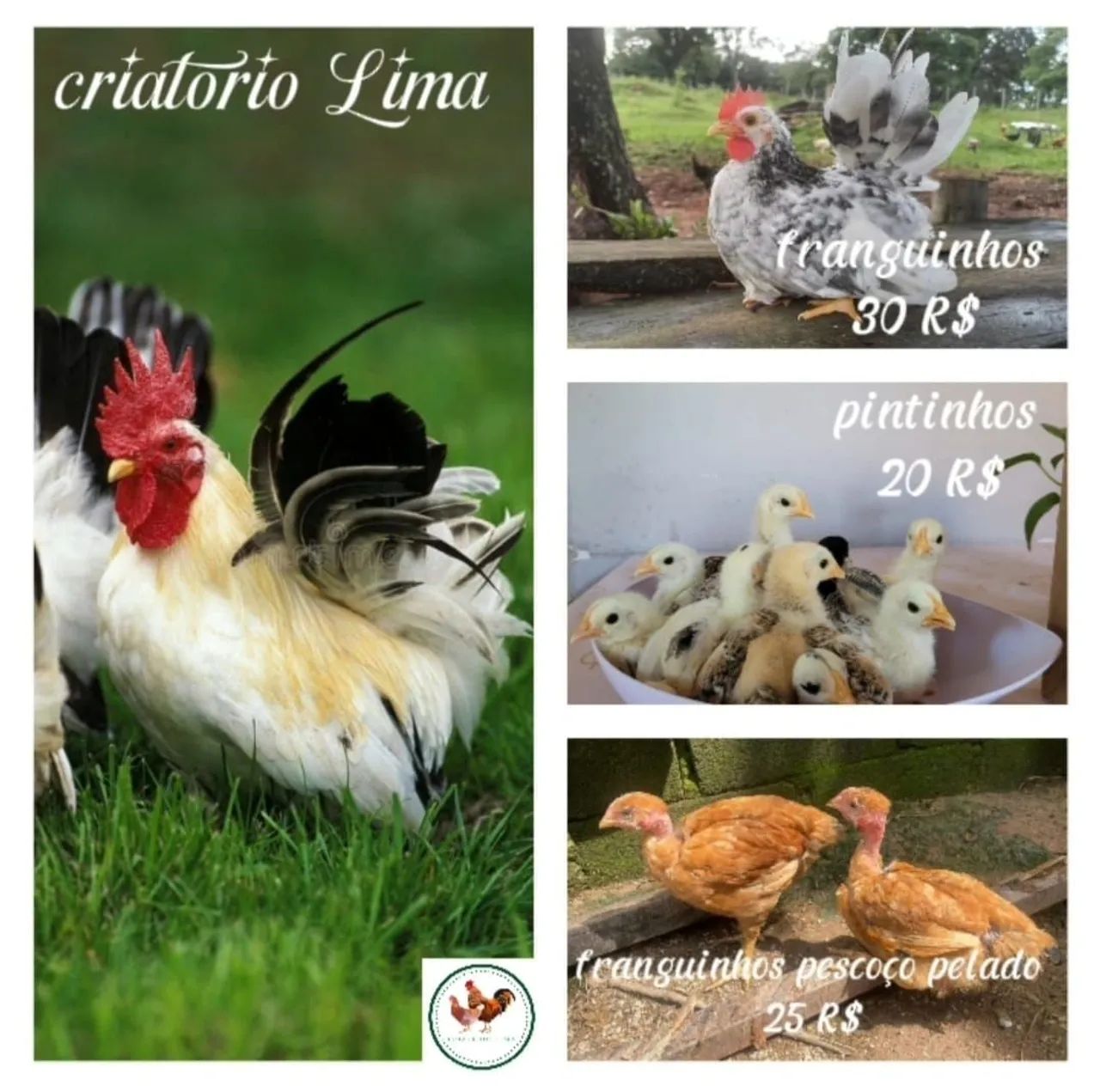Ovos de Codornas Gigante  - Foto 3