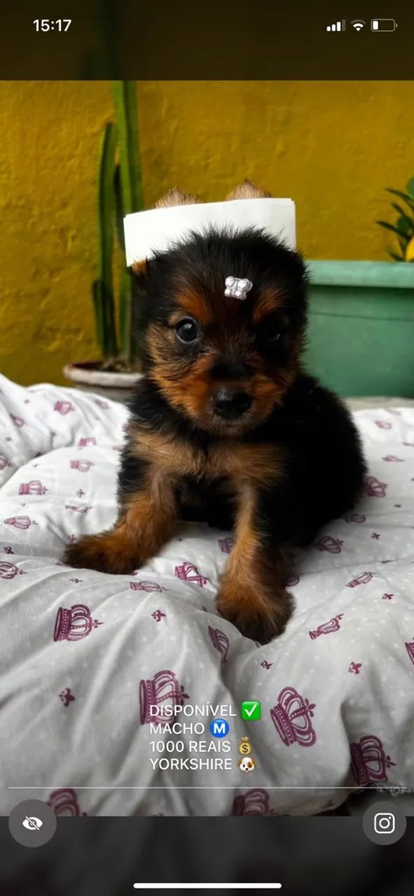 Yorkshire terrier macho 
