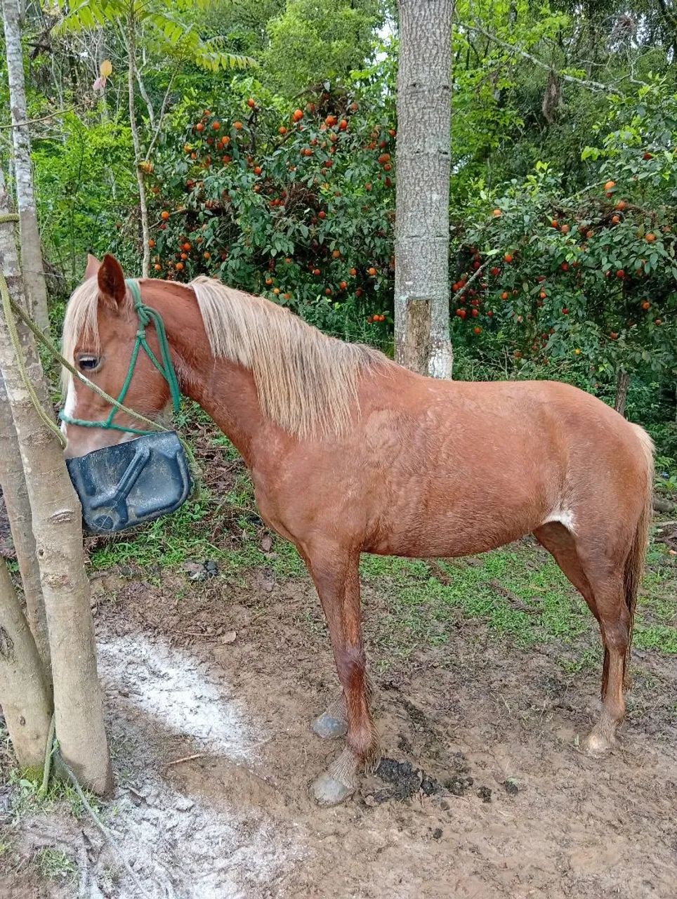 Égua  - Foto 3