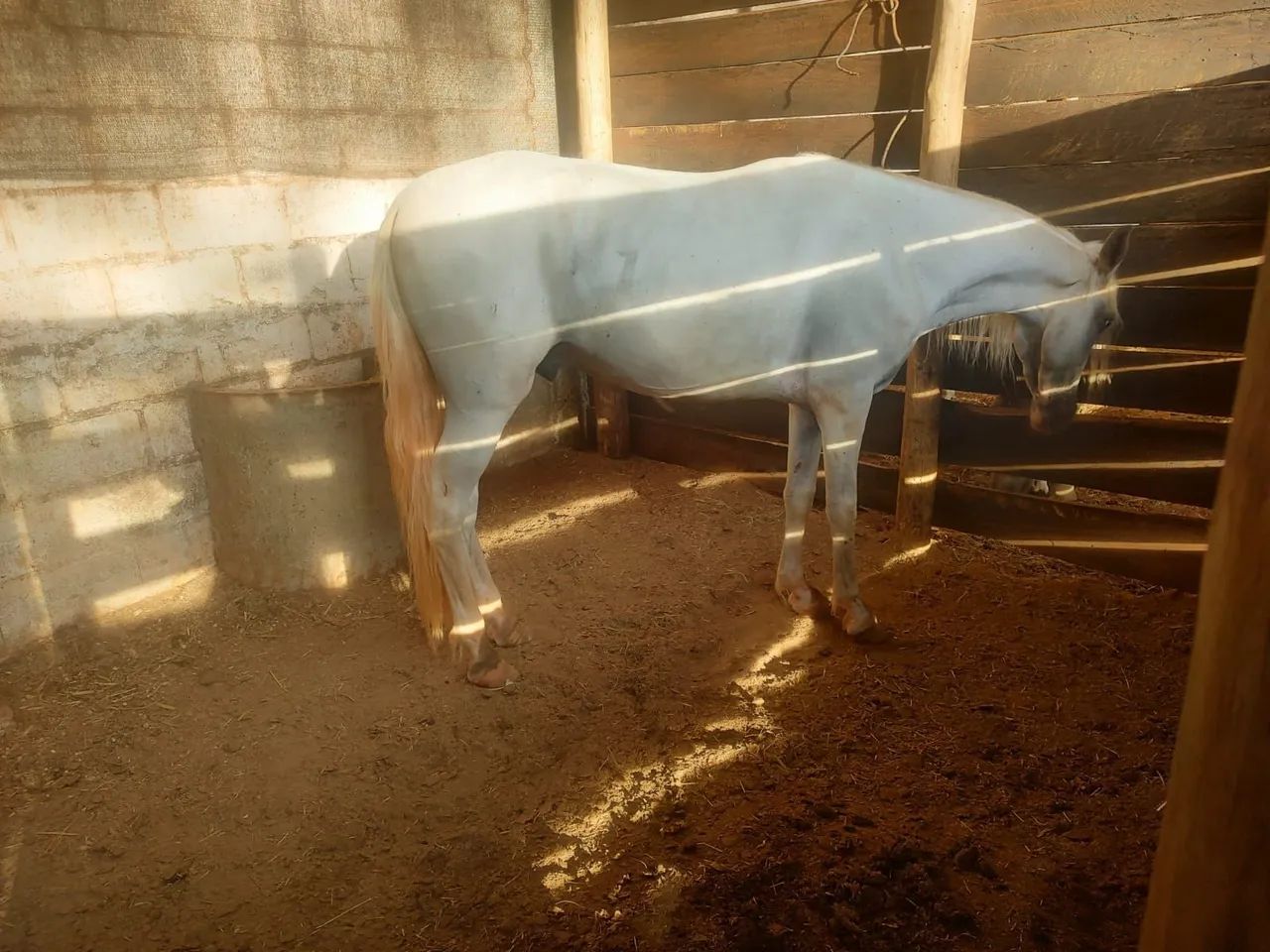 Vendo cavalo M.M - Foto 3