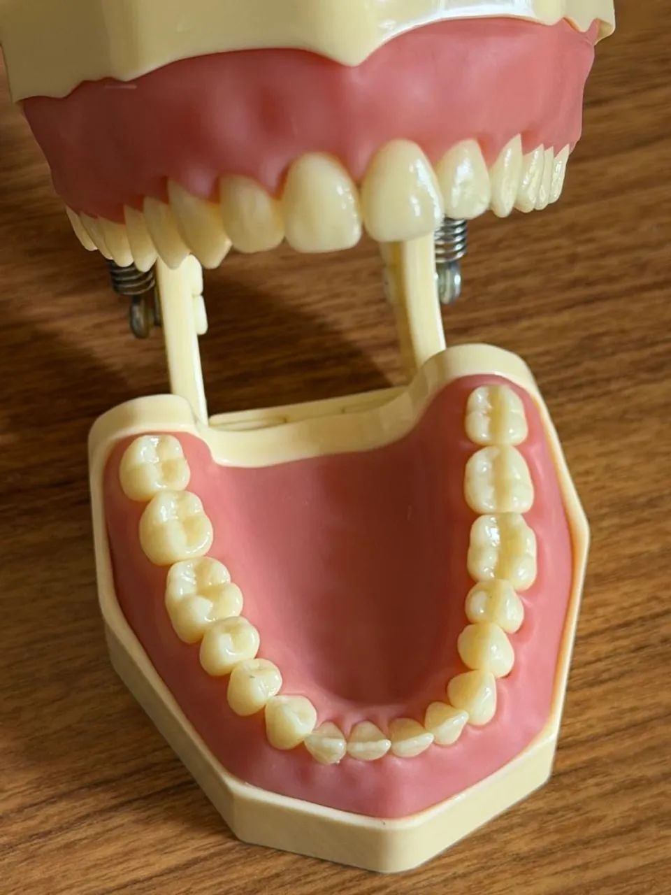 Manequim Odontológico ORAIS dentística - Foto 5