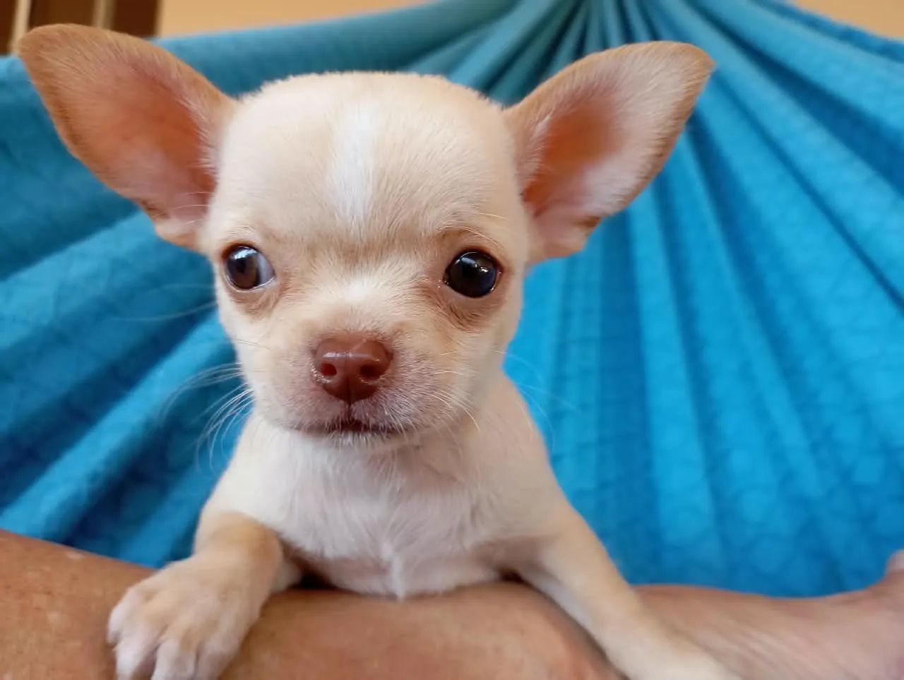 Chihuahua MACHO  - Foto 5