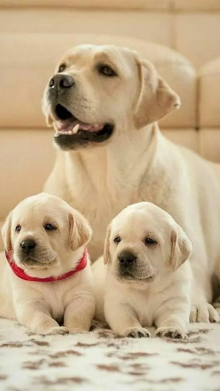 Labrador Retriever lindos filhotes  - Foto 2