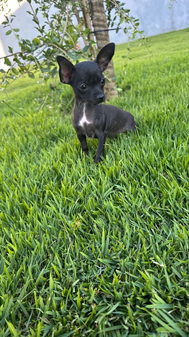 Pinscher 0 machos e fêmeas - Foto 3
